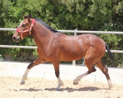 Pferd Rociero (Lusitano, 2011)