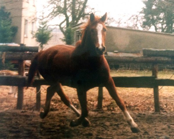 Pferd Pastell (Deutsches Reitpferd, 1983, von Pilot)