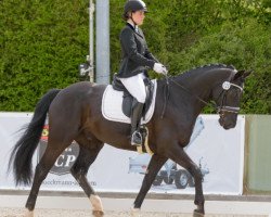 jumper Rock Me Amadeus 4 (Hanoverian, 2007, from Rubinero 2)