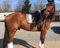 dressage horse Lajosch 2 (Oldenburg, 2007, from Ludwig von Bayern 168 FIN)