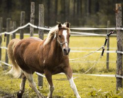 Pferd Ricardo I Xhetmi (Pinto/Pony, 2004, von Ringo Star HB1)