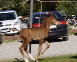 broodmare Allegra Finale (German Warmblood, 2017, from First Final)