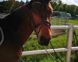 broodmare Princessin Elora (Württemberger, 2011, from Lord Leopold 7)