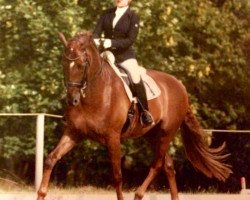 dressage horse Scofield 2 (Mecklenburg, 2007, from Saverio)