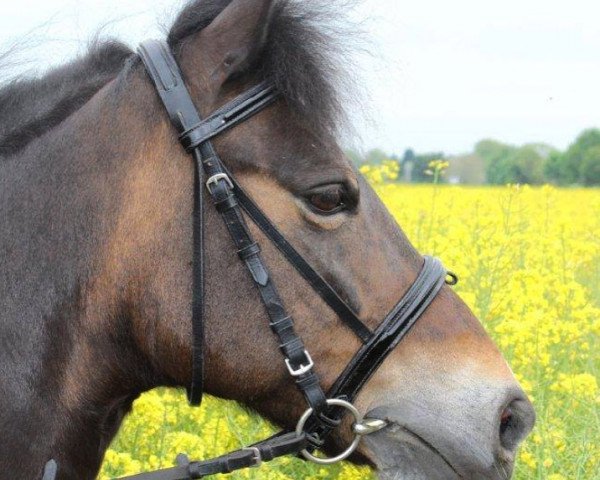 broodmare Gerti von Oberhof (unknown, 2000, from Gideon)