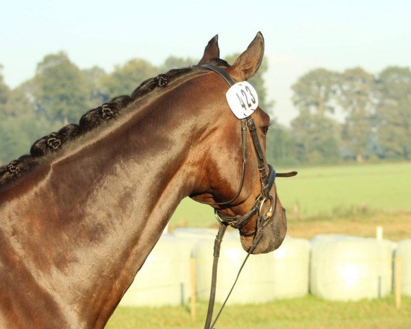 horse Non Stop 40 (Hanoverian, 2000, from Natiello xx)