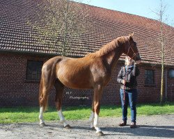 broodmare De Nala (Hanoverian, 2015, from De Niro)