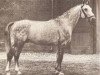 horse Gotthard (Hanoverian, 1949, from Goldfisch II)