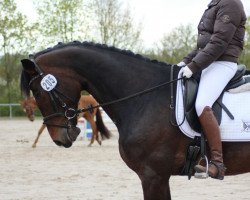 dressage horse Quintina 27 (Oldenburg show jumper, 2010, from Quintender 2)