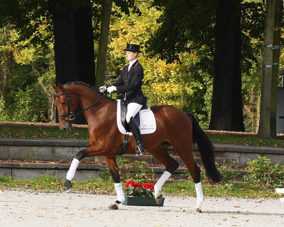 Dressurpferd Edisson (Westfale, 2007, von Ehrentanz I)