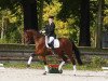 dressage horse Edisson (Westphalian, 2007, from Ehrentanz I)