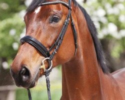 broodmare Farida MBH (Oldenburg, 2005, from Fit for Fun)