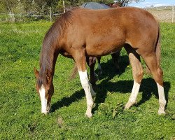 broodmare Donna Summer (Danish Warmblood, 2016, from Hesselhøj Donkey Boy)