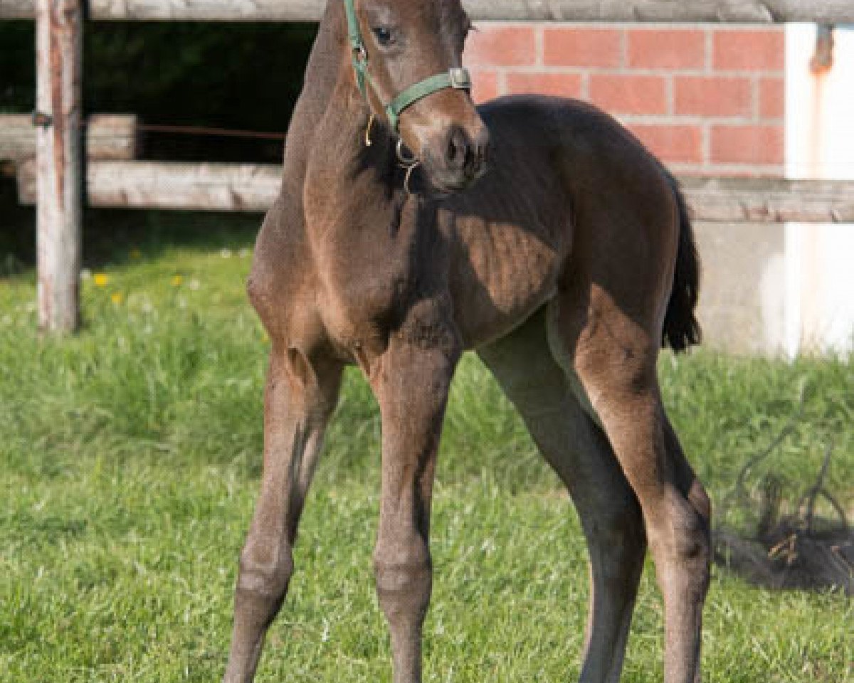 Zuchtstute Deimante K (Westfale, 2017, von Glock's Dream Boy)