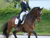 dressage horse Homer 33 (Hanoverian, 2007, from Hofrat)