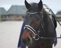 dressage horse Robert 81 (Rhinelander, 2011, from Red Diamond Fox)