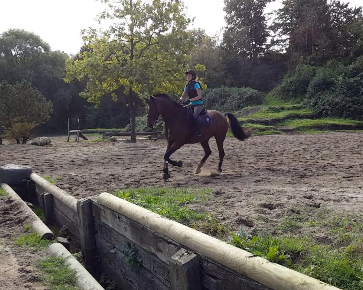horse Pajath C (German Sport Horse, 2005, from Pinatubo)