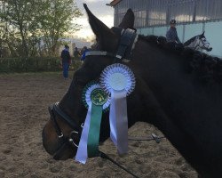 dressage horse Vapiano Cst (Deutsches Reitpony, 2010, from Van Heinrich)