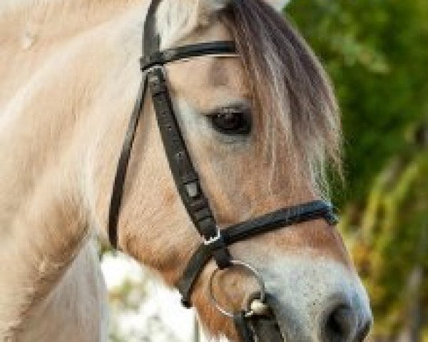 dressage horse Naomieh (Fjord Horse, 2000)