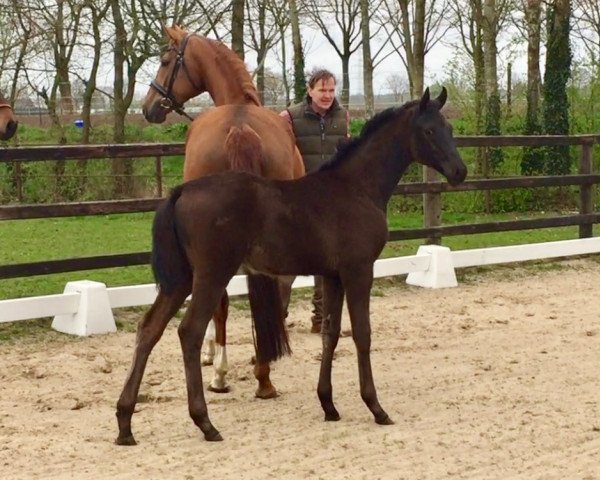 dressage horse Future (Hanoverian, 2017, from Fürstenball)