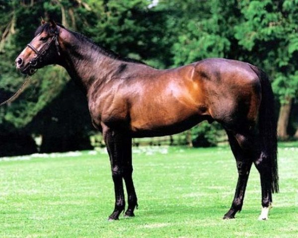 stallion Shinko Forest xx (Thoroughbred, 1993, from Green Desert xx)