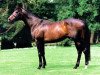 stallion Shinko Forest xx (Thoroughbred, 1993, from Green Desert xx)