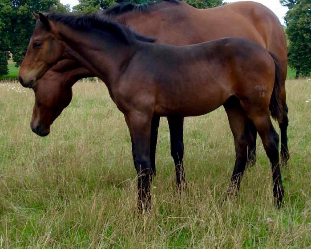 broodmare Lalique (Brandenburg, 2002, from Lanciano)