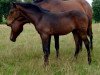 broodmare Lalique (Brandenburg, 2002, from Lanciano)