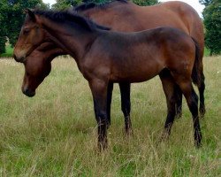 broodmare Lalique (Brandenburg, 2002, from Lanciano)