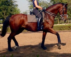 broodmare Lipsia (Brandenburg, 1993, from Landsdown)