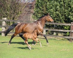 Springpferd Chacaja (Westfale, 2017, von Chacco's Son II)