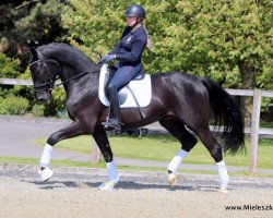 dressage horse Skywalker von der Willenburg (Westphalian, 2014, from Sunday)