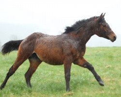 horse GR Rose N Footworks (Quarter Horse, 2016, from Solo 'N Kid)