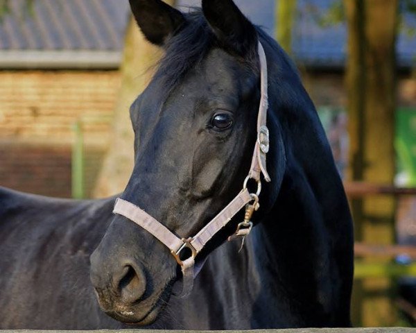 dressage horse Fille de Fleur (Rhinelander, 2005, from Fürst Heinrich)