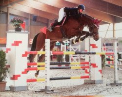 jumper Stolze 7 (Hanoverian, 2006, from Stolzenberg)