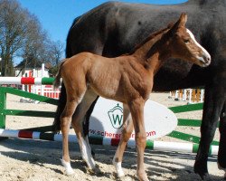 dressage horse Bumblebee S (Westphalian, 2017, from Borsalino)