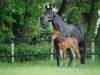 broodmare Corinna (Hanoverian, 2006, from Cornet Obolensky)