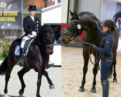 dressage horse Statesman OLD (Oldenburg, 2005, from Stedinger)