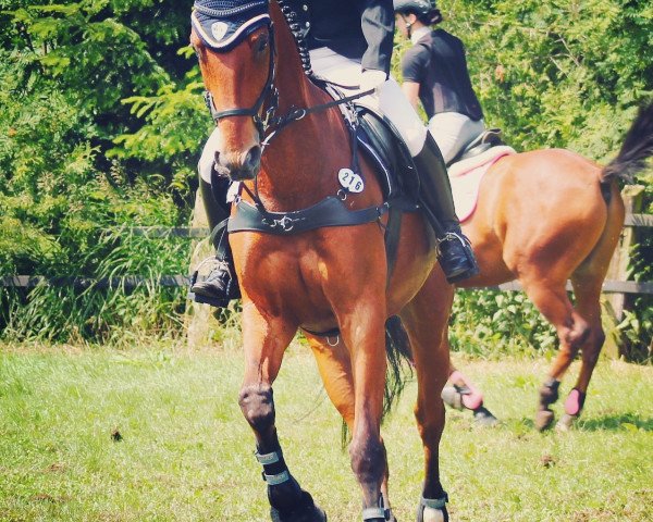 jumper Flabber Foe (German Sport Horse, 2006, from Freshman)