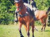 jumper Flabber Foe (German Sport Horse, 2006, from Freshman)