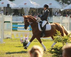 dressage horse Darius 540 (Pony without race description, 2007, from Don Davidoff 5)