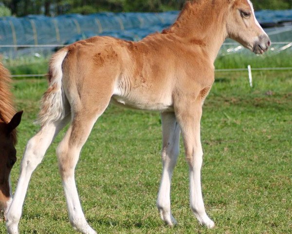 Pferd Deichkind (Deutsches Reitpony, 2016, von Donnerwetter)