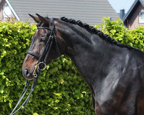 dressage horse Don Freddy 5 (Westphalian, 2008, from Don Frederico)