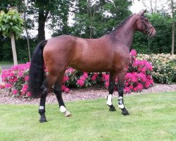 broodmare Cimbra (Hanoverian, 2012, from Cornet’s Balou)