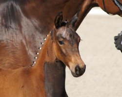 dressage horse Stute von Wynton x Sir Donnerhall (Oldenburg, 2012, from Wynton)