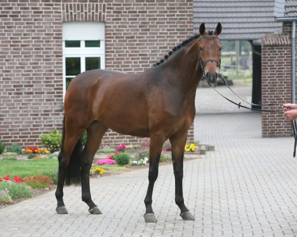 broodmare Sunny Girl (Oldenburg, 2008, from Sir Donnerhall I)