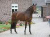 broodmare Sunny Girl (Oldenburg, 2008, from Sir Donnerhall I)