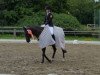 dressage horse Van der Tol (German Riding Pony, 2004, from Dream Valvet)