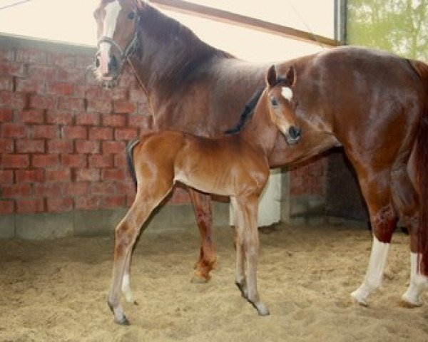 dressage horse Don Niro K (Hanoverian, 2013, from De Niro)