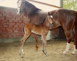 dressage horse Don Niro K (Hanoverian, 2013, from De Niro)